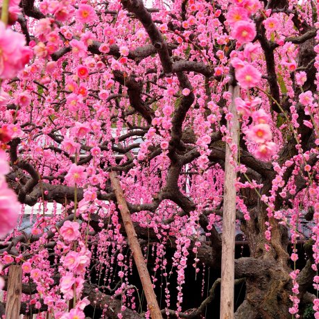 Cascading Japanese Plum Blossoms Cascading Japanese Plum Blossoms