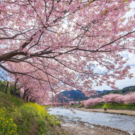 Kawazu Sakura and Tokyu Resort Kawazu Sakura and Tokyu Resort