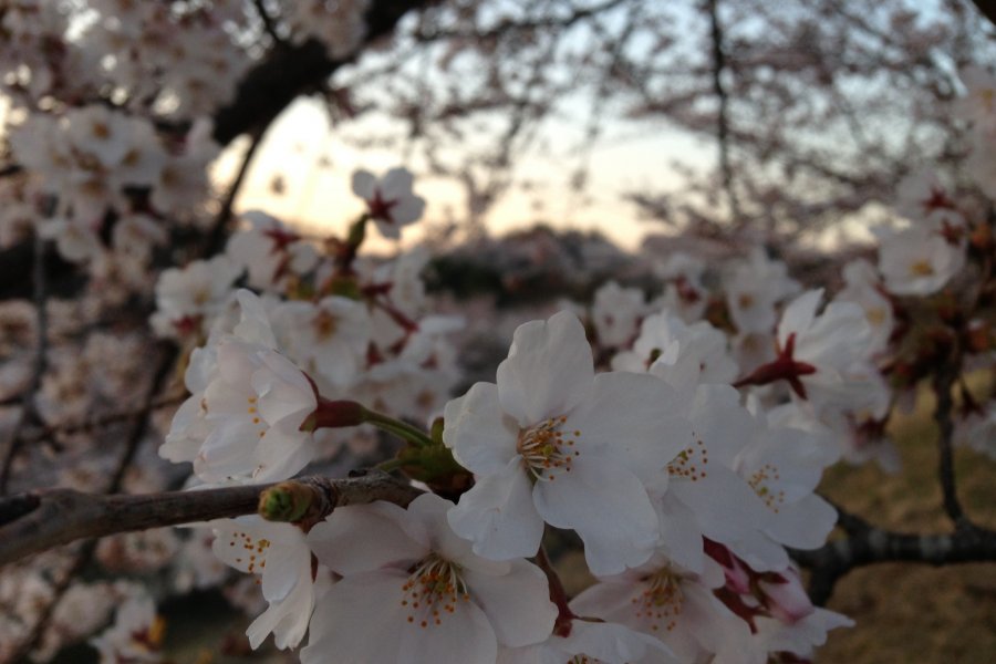 Hanami and Shopping