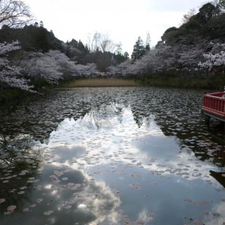 Springtime in Chiba Springtime in Chiba