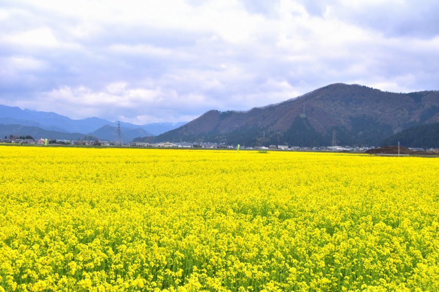Field Mustard Paradise in Fukui