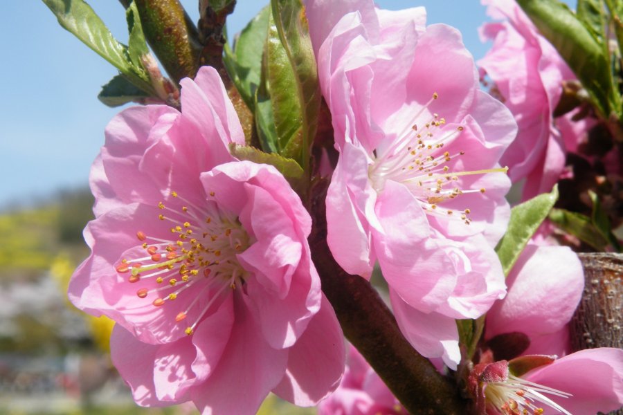 Fukushima's Mountain of Flowers