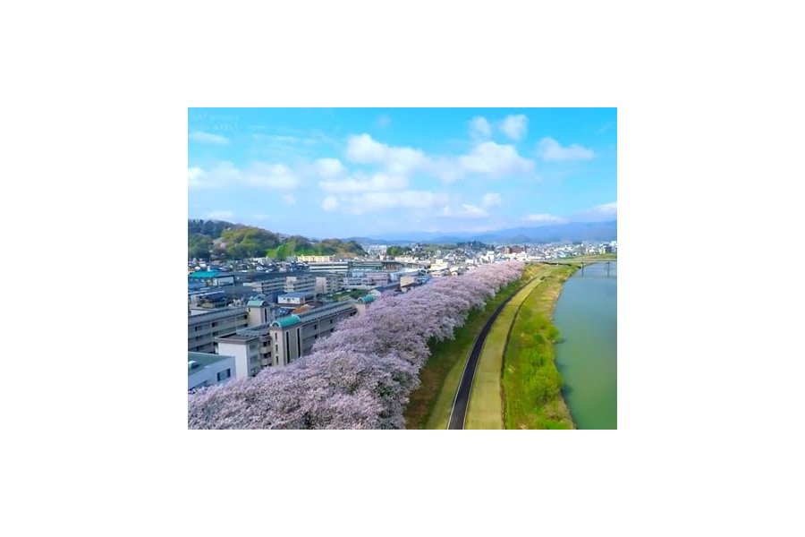 Sakura on the Banks of Asuwa River