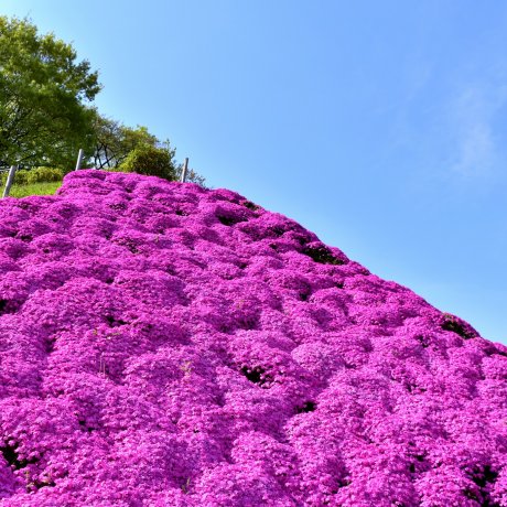 Nishiyama Park - Fukui Attractions - Japan Travel