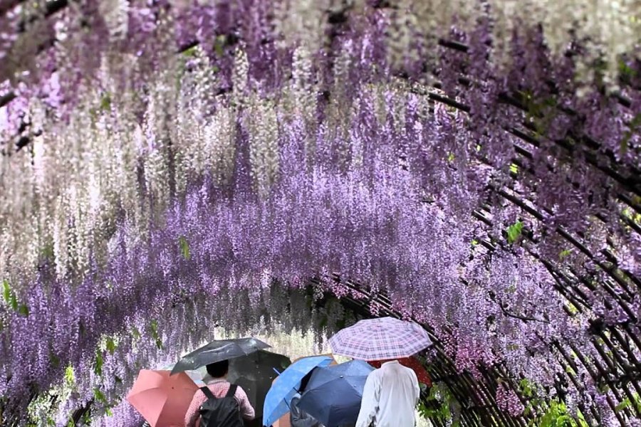 Through the Wisteria Tunnels