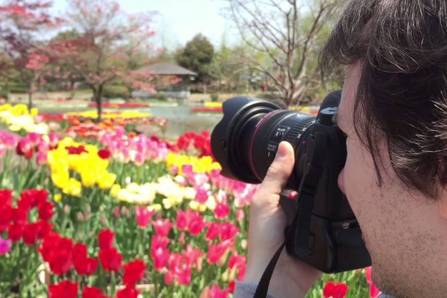 Tonami Tulip Fair 2015