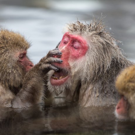 Nagano's Famous Snow Monkeys Nagano's Famous Snow Monkeys