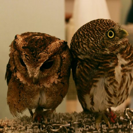 Akiba Fukuro - The Owl Cafe Akiba Fukuro - The Owl Cafe