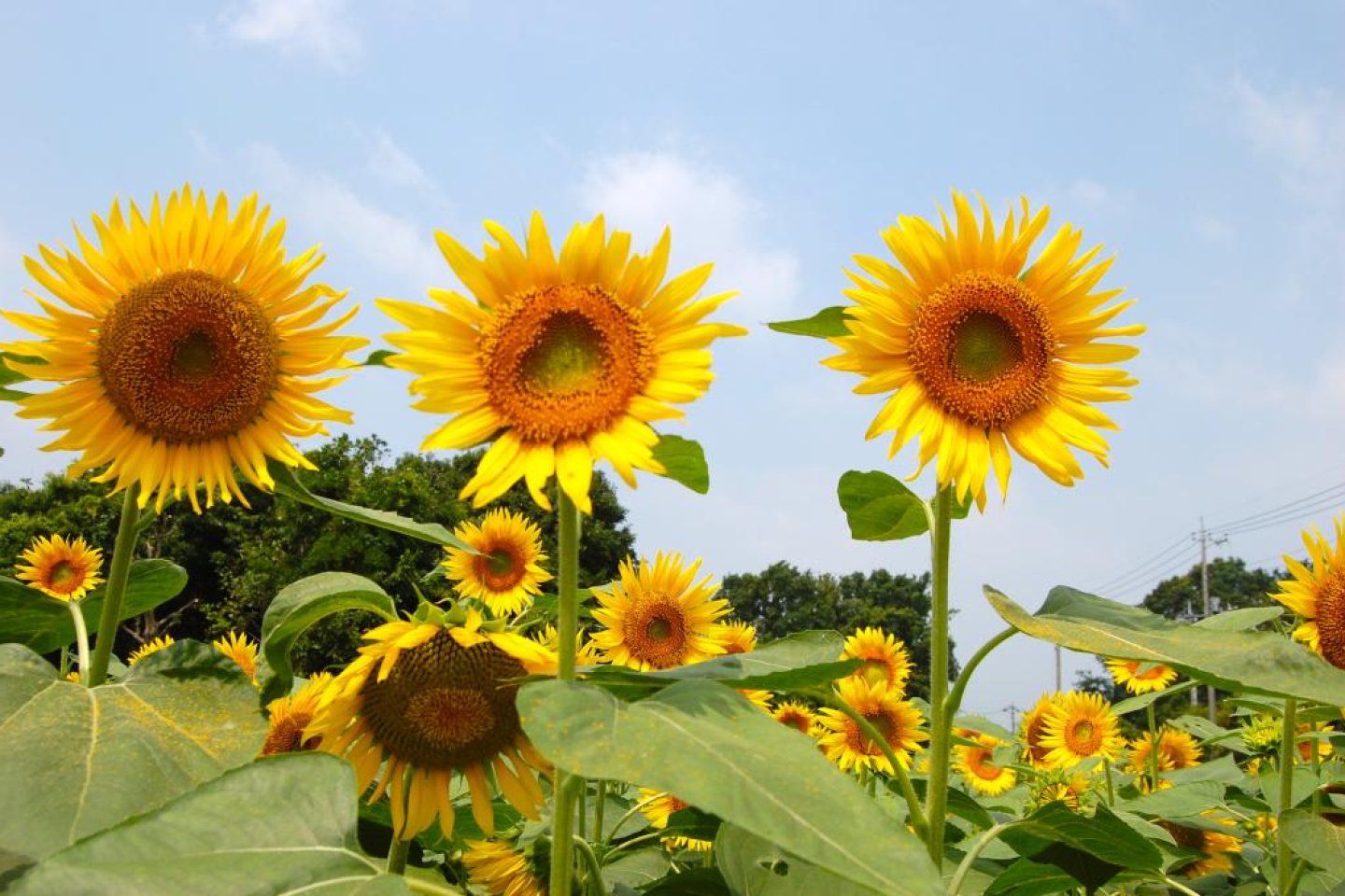 Zama Sunflower Festival