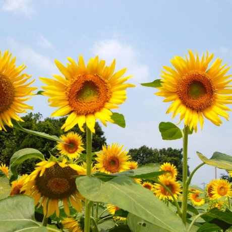 Zama Sunflower Festival Zama Sunflower Festival