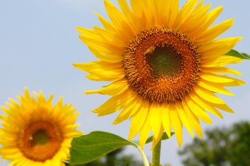 Zama Sunflower Festival