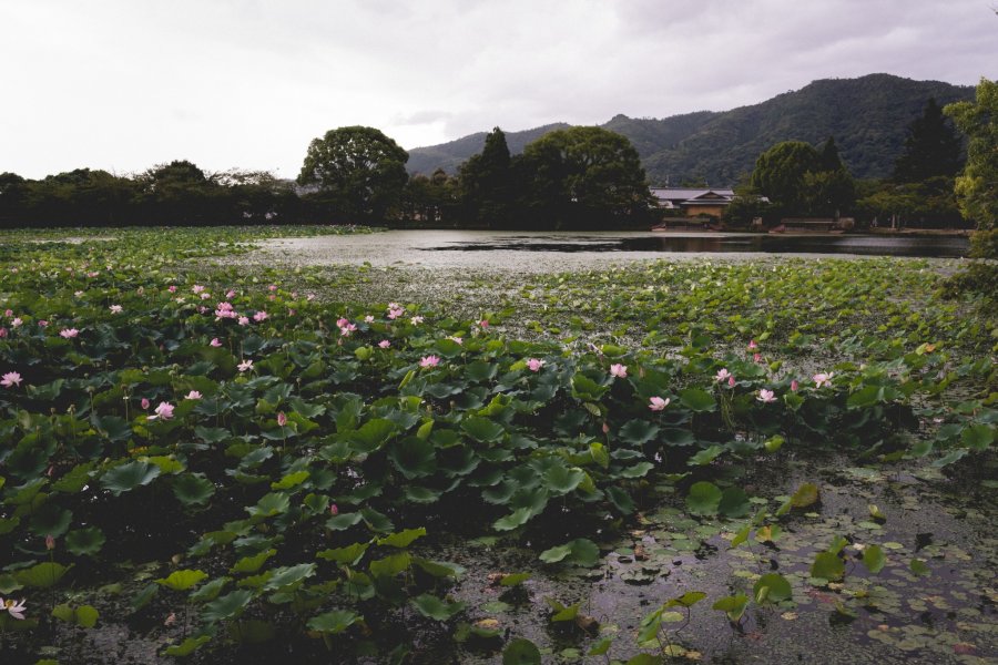 Osawa-no-ike Pond, Kyoto