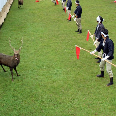 Nara Deer Antler-Cutting Ceremony Nara Deer Antler-Cutting Ceremony