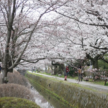 Blooming Sakura in Kyoto Blooming Sakura in Kyoto
