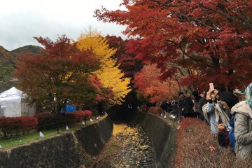 Maples Corridor at Kawaguchi-ko