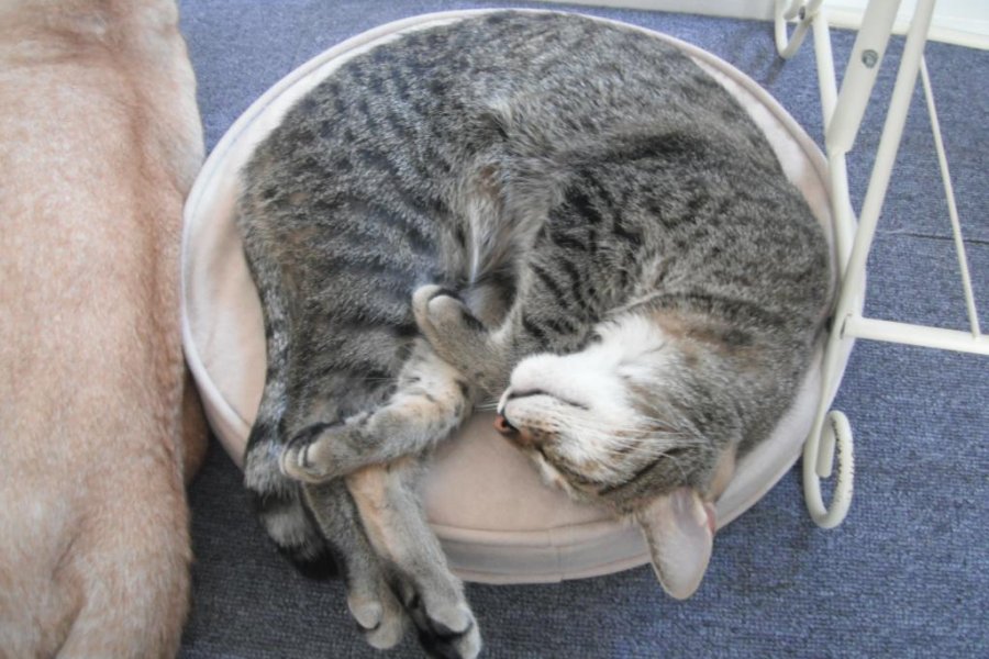 Pfft Cat Cafe, Okayama