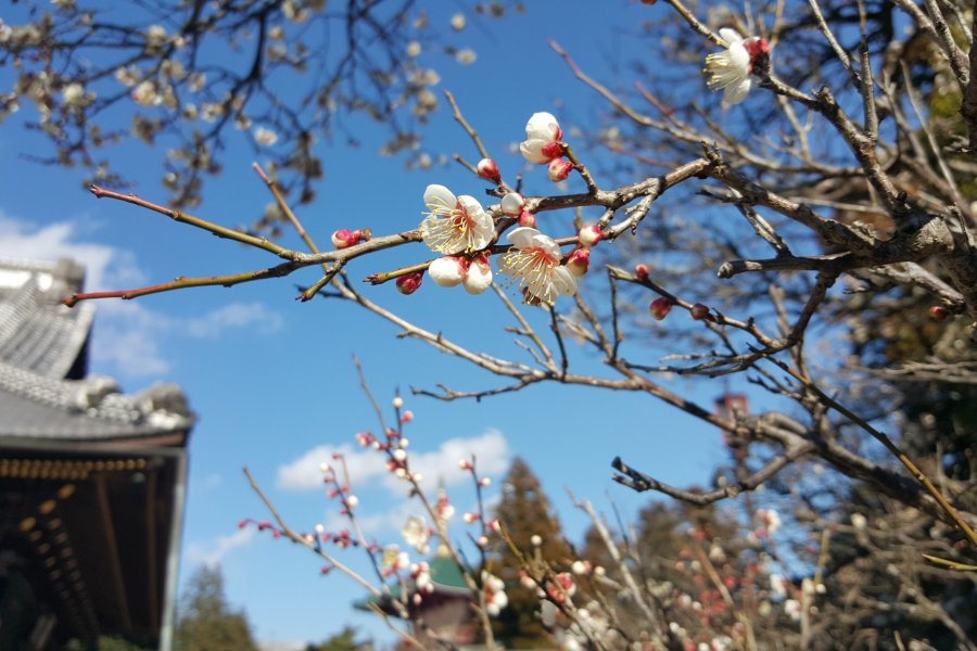 Beginnings of Spring at Naritasan