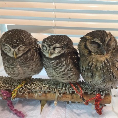 Owls at Ikefukuro Cafe Owls at Ikefukuro Cafe