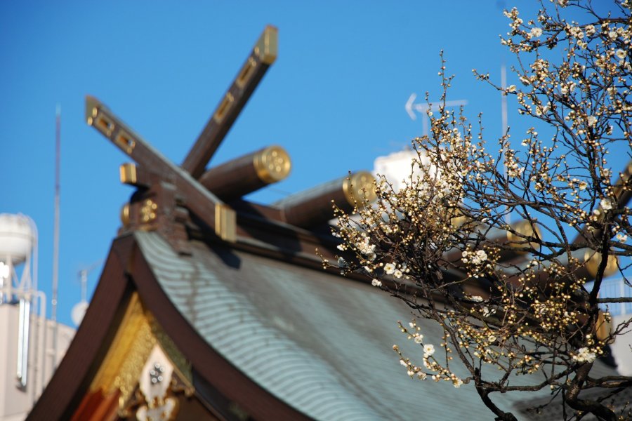 Yushima Tenjin Ume Matsuri