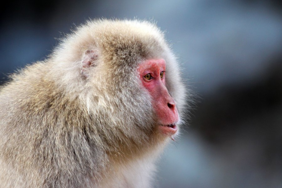 Jigokudani Yaen Koen (Monkey Park)