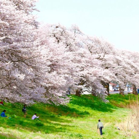 1000 Cherry Blossoms at a Glance 1000 Cherry Blossoms at a Glance