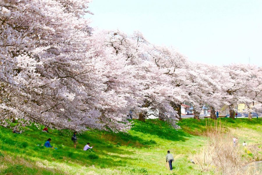 1000 Cherry Blossoms at a Glance