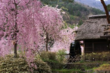 Sakura at Iyashi no Sato Nenba