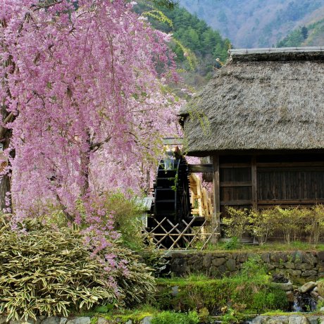 Sakura at Iyashi no Sato Nenba Sakura at Iyashi no Sato Nenba