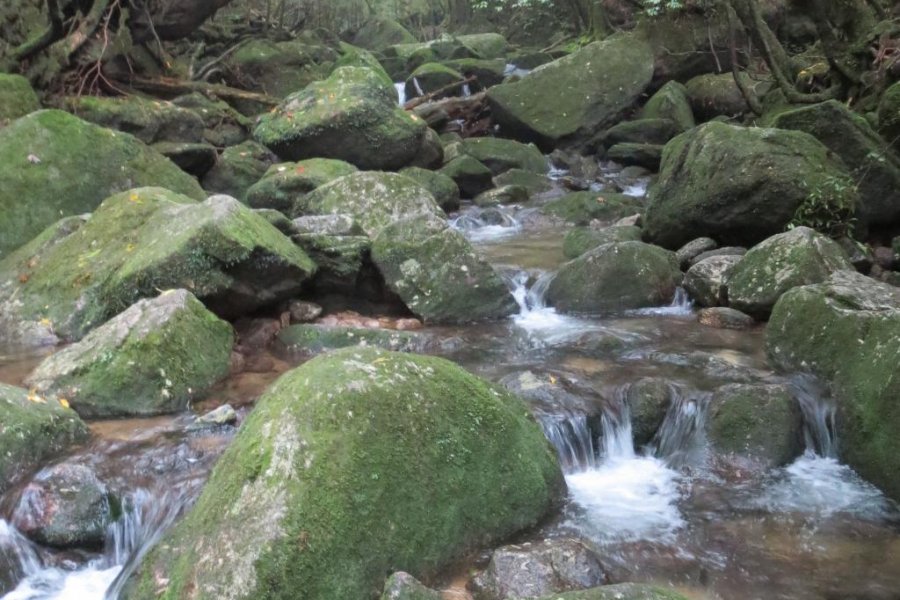 Yakushima Traverse