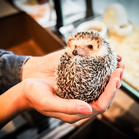 Harry Hedgehog Cafe Harry Hedgehog Cafe