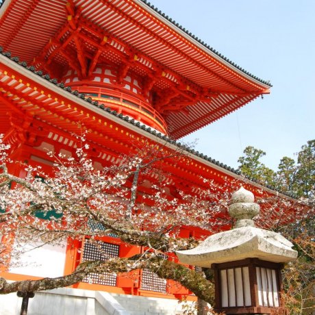 Mount Koya Mount Koya