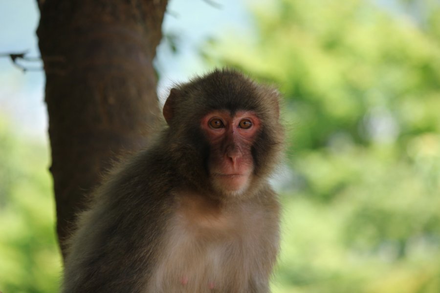Visiting Arashiyama Monkey Park Iwatayama