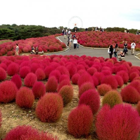 Hitachi Seaside Park Hitachi Seaside Park