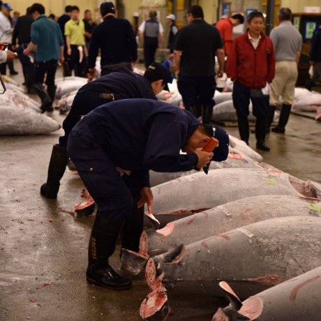 Tsukiji Fish Market Relocation Delay Tsukiji Fish Market Relocation Delay