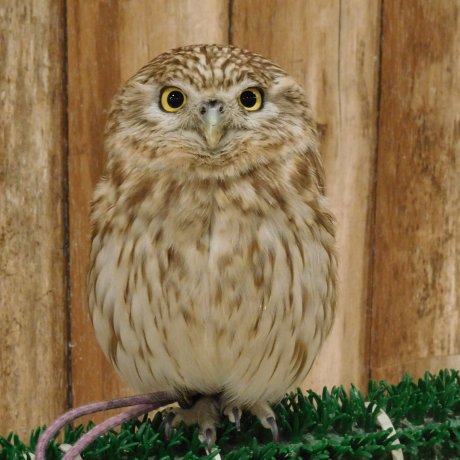 Kobe Owl Cafe Kobe Owl Cafe