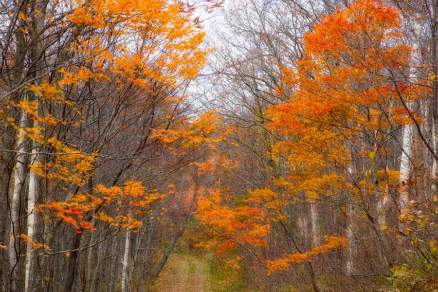 Hiraniwa Plateau, Iwate