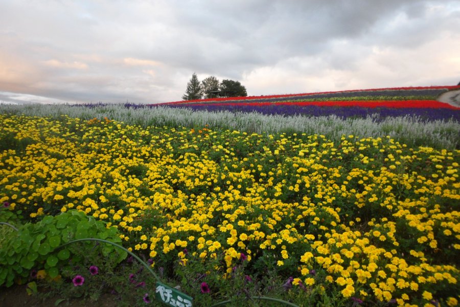 The Flower Fields of Biei