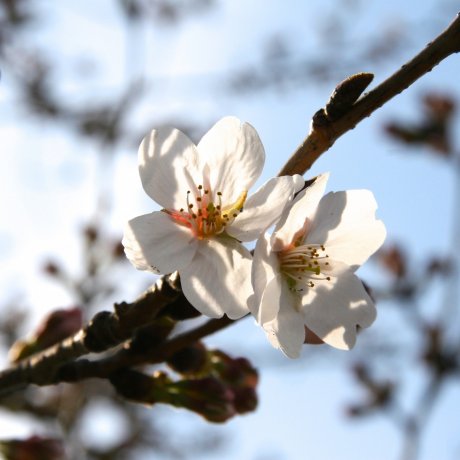 Sakura around Tokyo Sakura around Tokyo