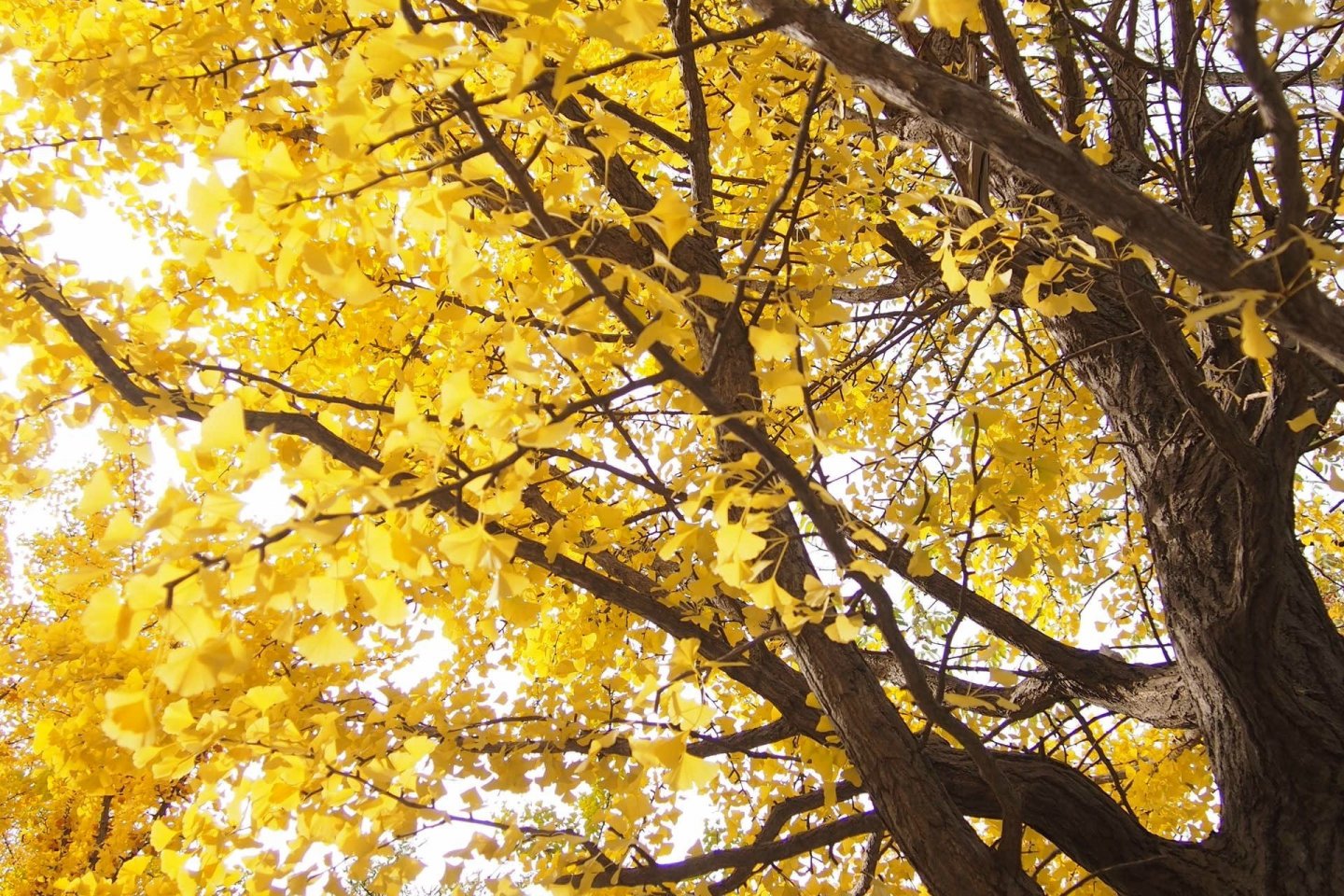 Hachioji Gingko Festival