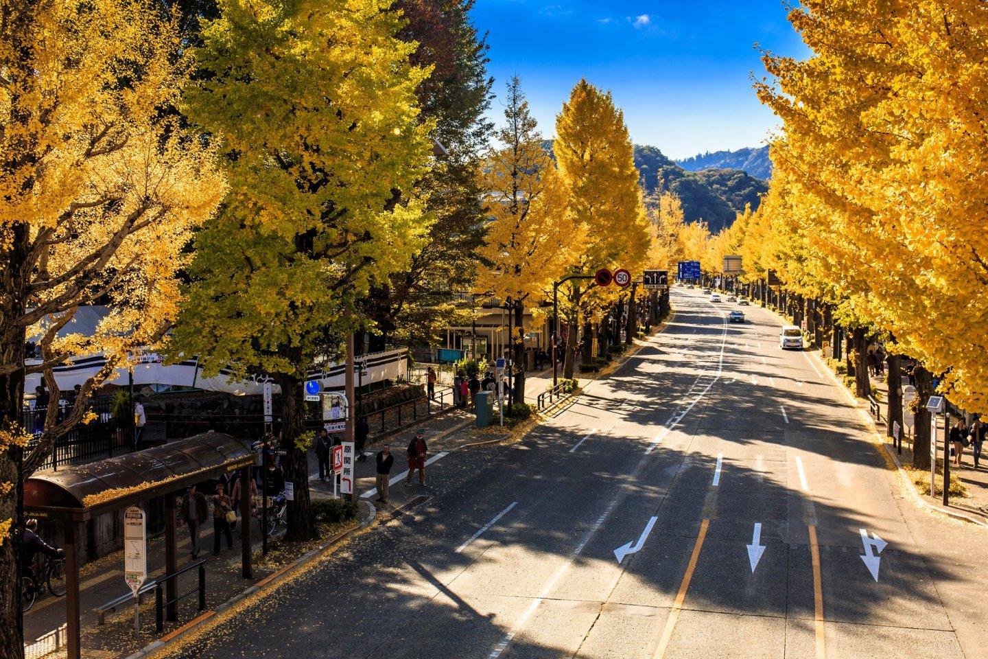 Hachioji Gingko Festival