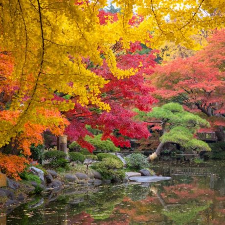Hibiya Park in Autumn Hibiya Park in Autumn
