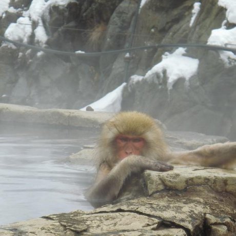 Snow Monkeys in Jigokudani Snow Monkeys in Jigokudani