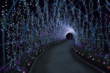 Ashikaga Flower Park Illumination