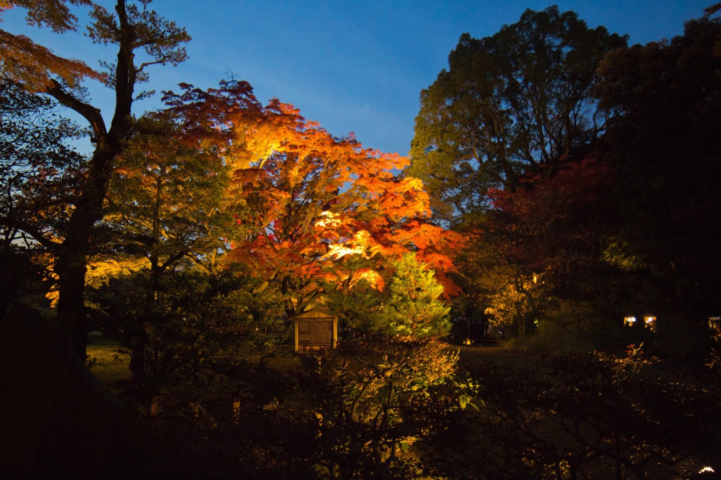 Rikugien Garden Autumn Illumination