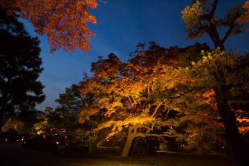 Rikugien Garden Autumn Illumination