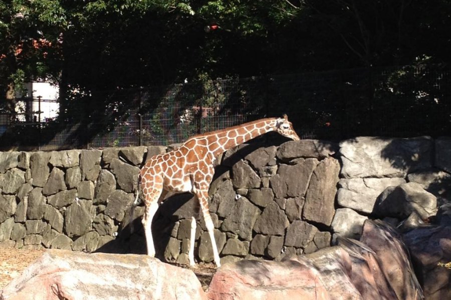 Kanazawa Zoo In Yokohama
