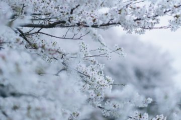 The Satte Sakura Festival