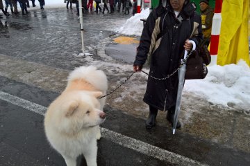 Yuzawa Inukko Dog Festival