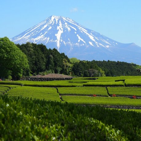 The Green Tea Fields of Shizuoka The Green Tea Fields of Shizuoka