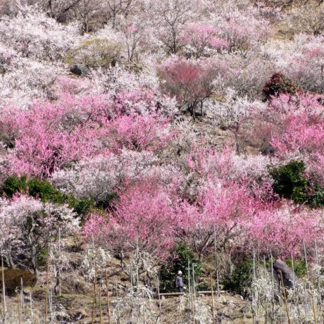 Makuyama Park's Plum Blossoms Makuyama Park's Plum Blossoms